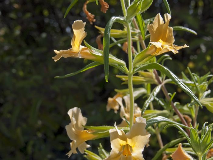  plant monkey flower