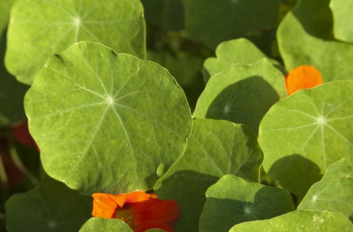 garden flower leaf plant nasturtium