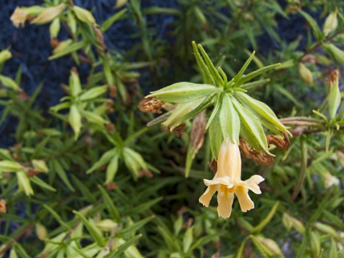 field flower leaf plant monkey flower