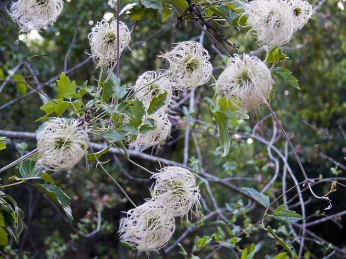 woods flower leaf plant clematis