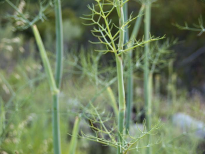 woods stem plant fennel