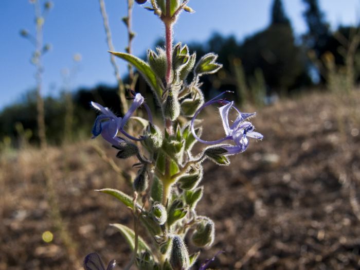 field plant vinegar weed