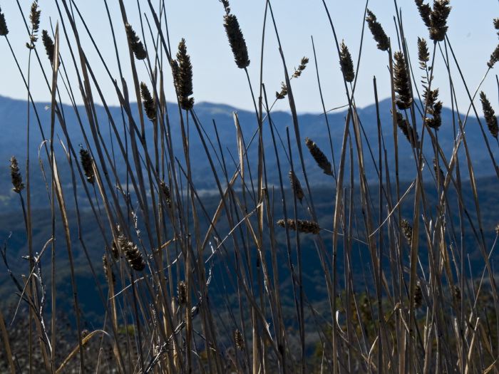 mountain plant grass