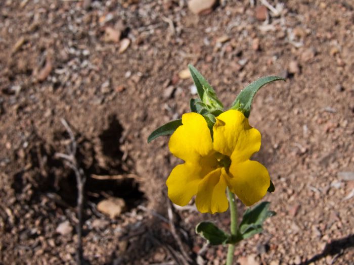 desert flower