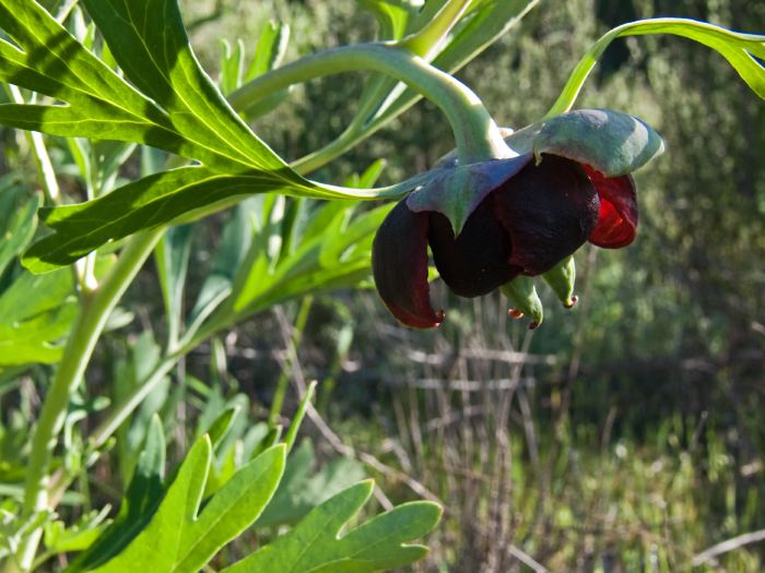 field flower plant peony california peony