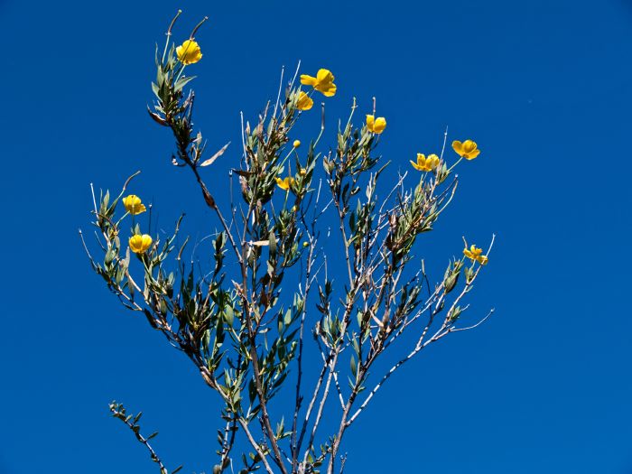  flower plant poppy tree poppy