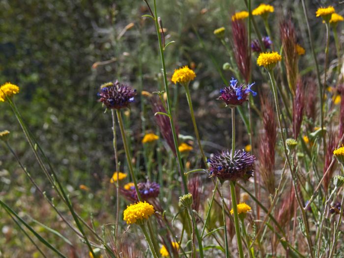  flower plant chaenactis (pincushion) plant chia