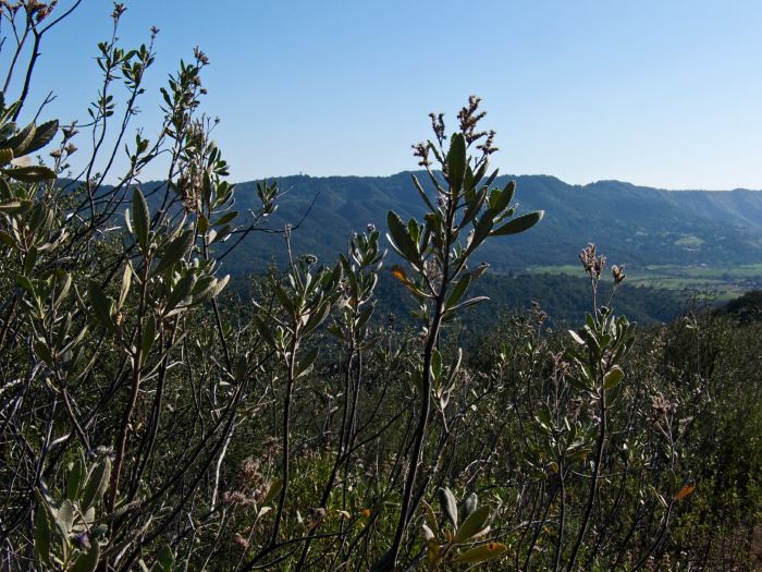 mountain plant sage