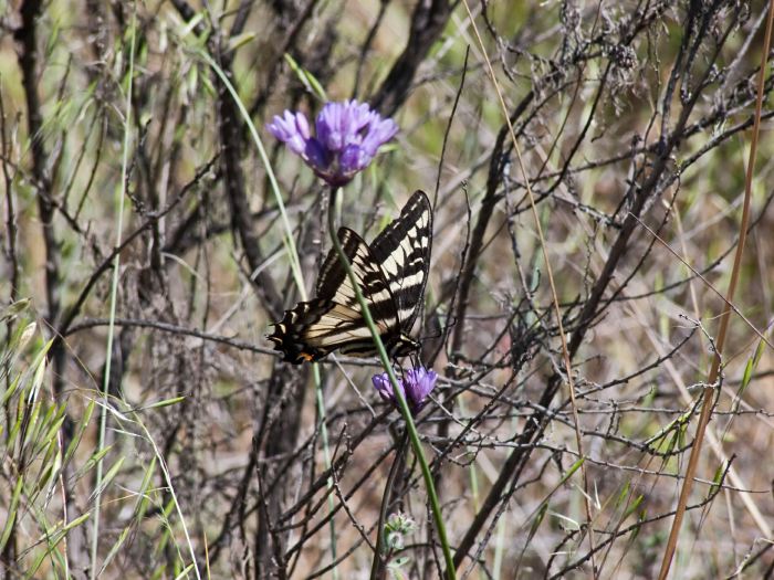  flower plant blue dicks insect butterfly swallowtail