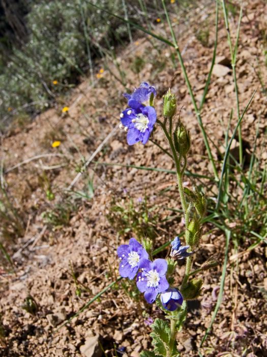 desert flower plant phacelia