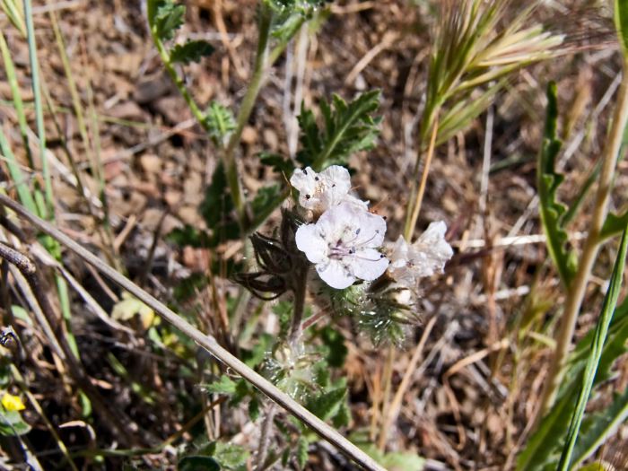 desert flower plant phacelia