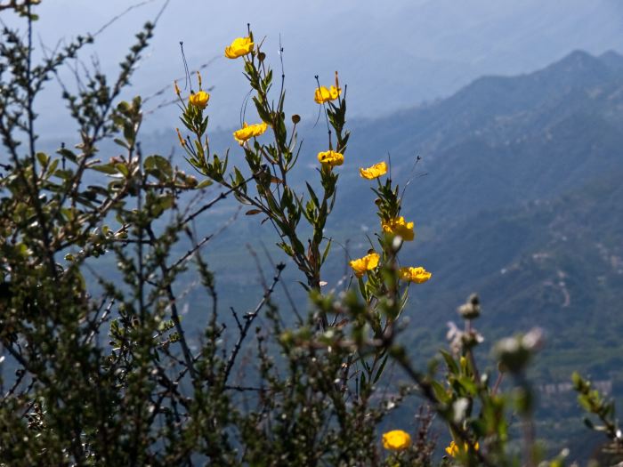 mountain flower plant poppy tree poppy