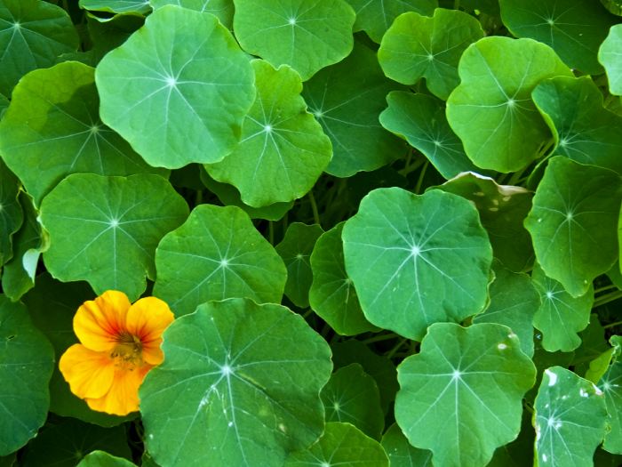 garden leaf plant nasturtium