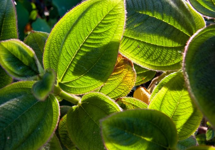 garden leaf plant tibouchina