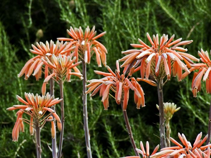 garden flower plant succulent aloe