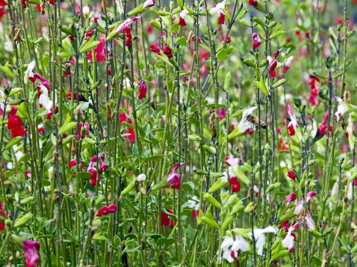 garden flower plant sage