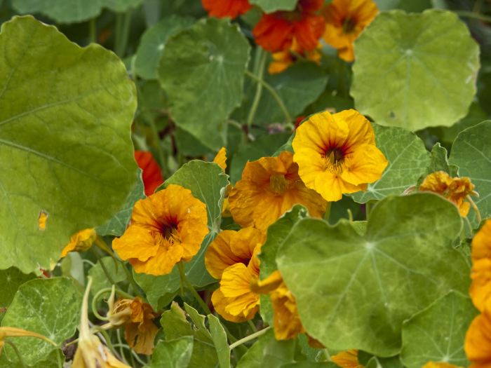 garden flower leaf plant nasturtium