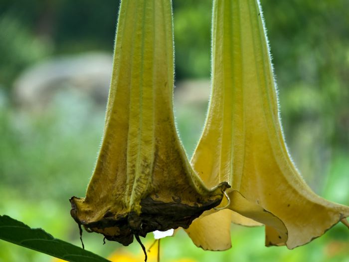 garden flower plant brugmansia (angel's trumpet)