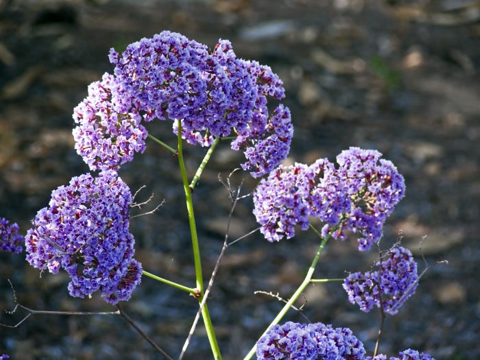 garden flower