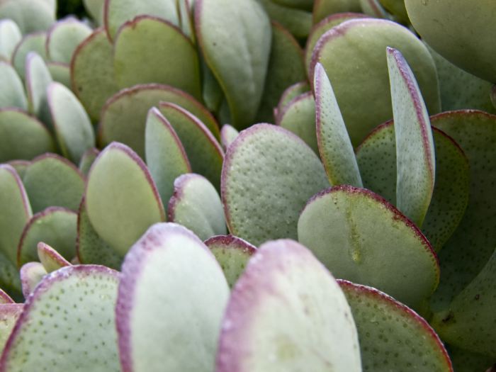 garden leaf plant succulent