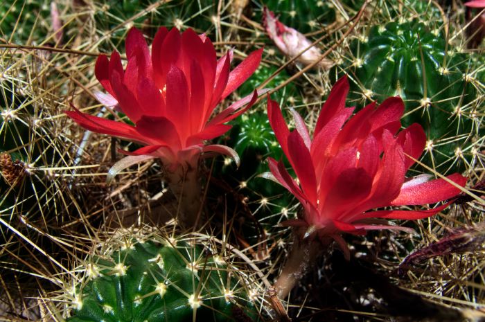 garden flower plant cactus