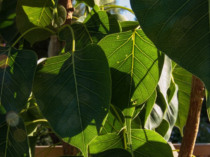 garden leaf