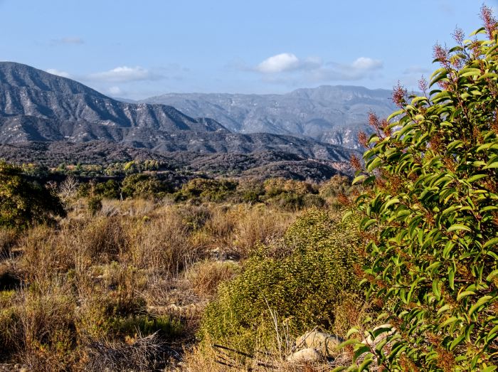 mountain field