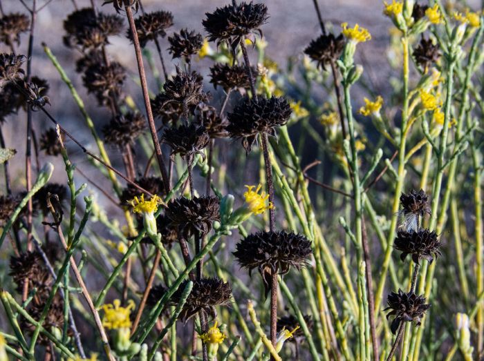  dry flower plant chamisa (rabbitbrush) plant sage