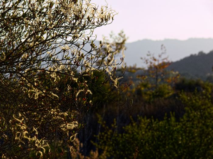 silhouette mountain woods branches dry