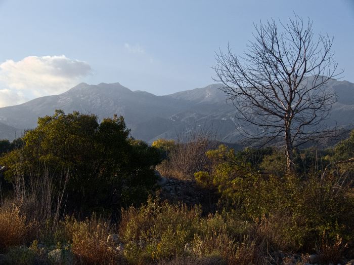 mountain field