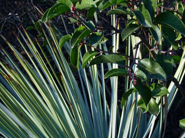  plant sumac plant cactus yucca