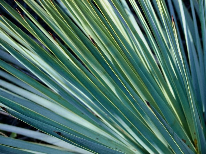  plant cactus yucca