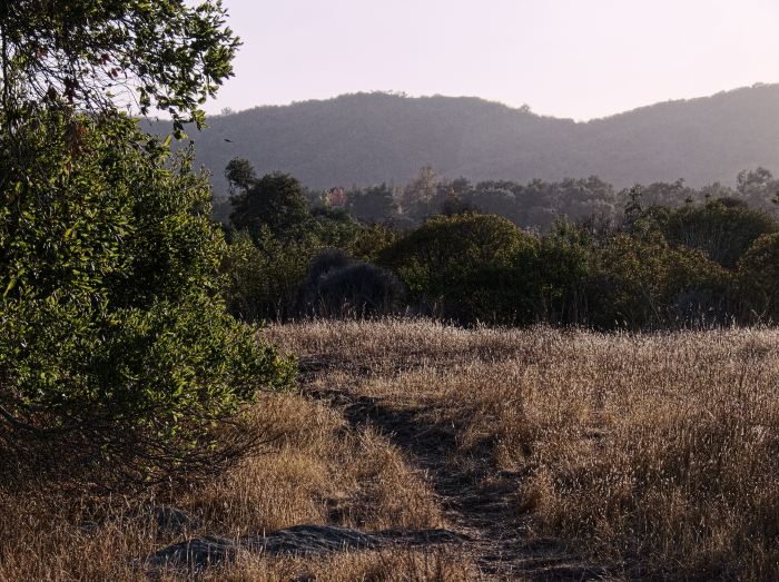 field mountain woods