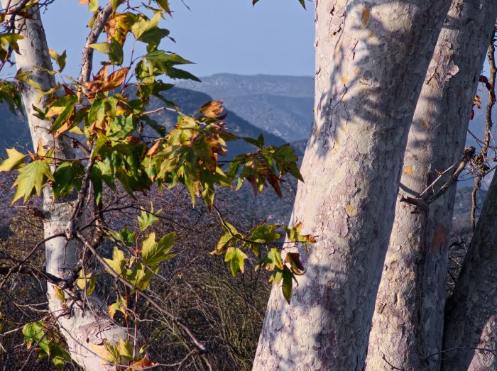 mountain bark leaf plant sycamore