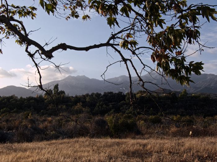 silhouette mountain field branches