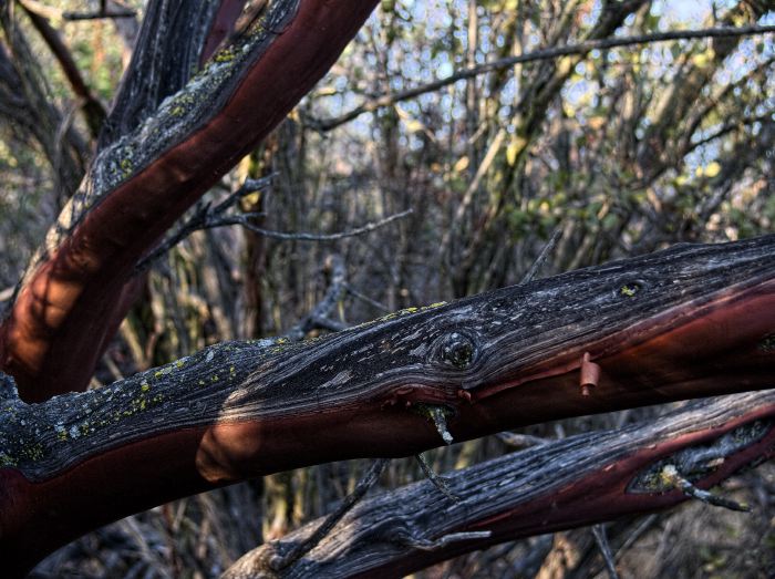 woods bark plant manzanita