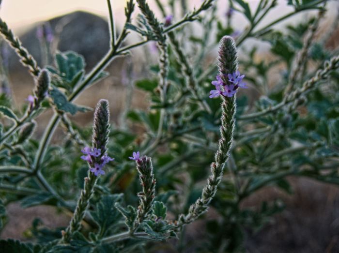 sunset mountain flower plant verbena