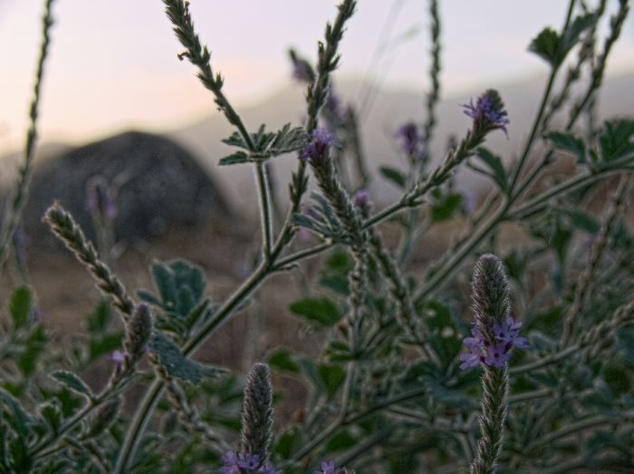 sunset mountain flower plant verbena