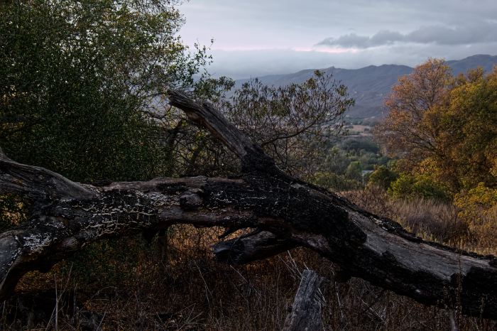 field mountain bark