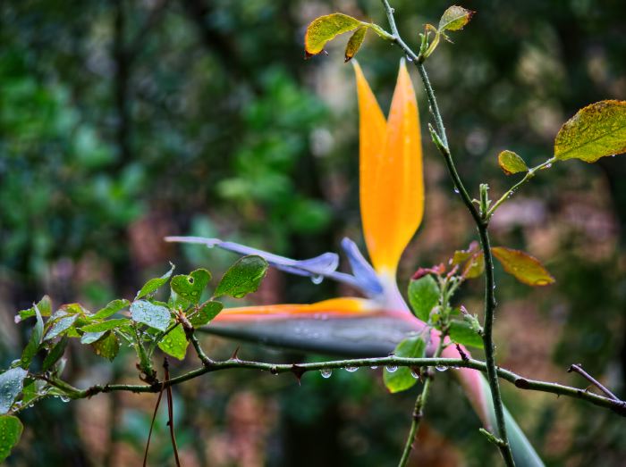 garden plant rose plant strelitzia