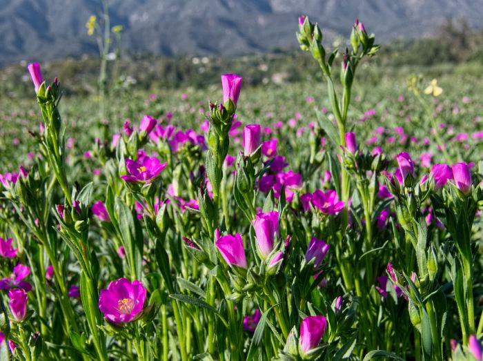 field flower plant calandrinia (red maids)