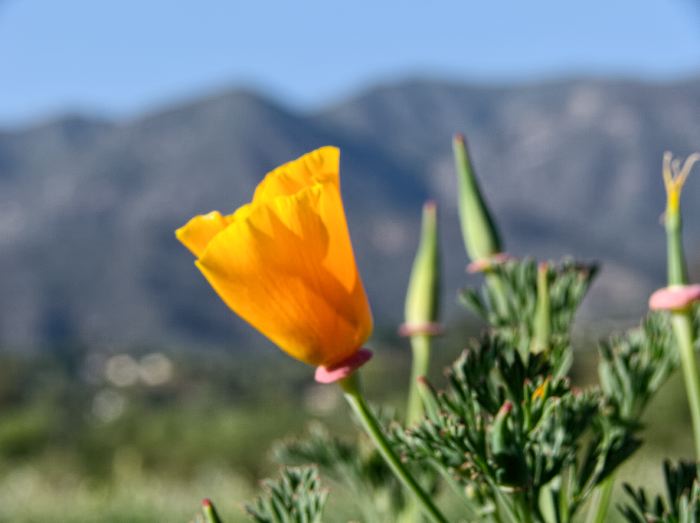 field mountain flower plant poppy