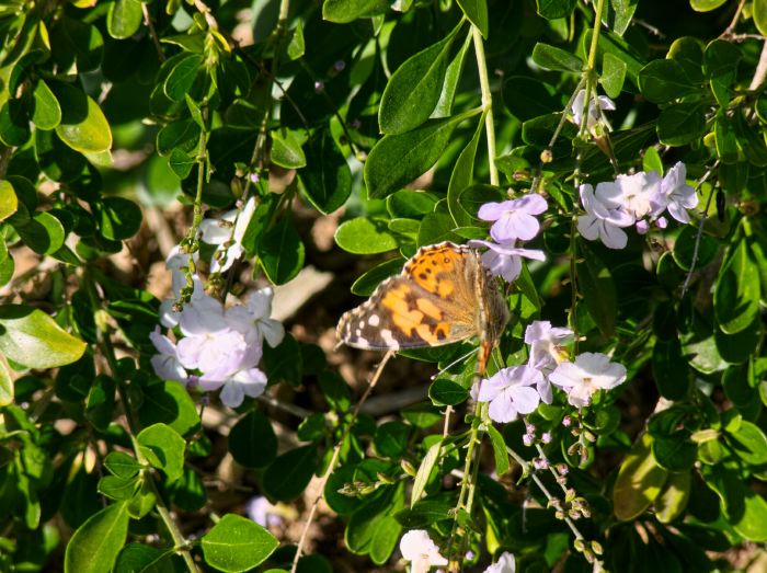 garden insect butterfly vanessa (painted lady)