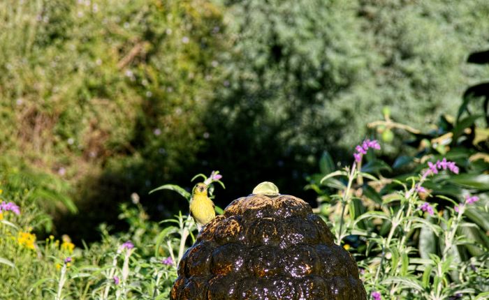 garden bird finch