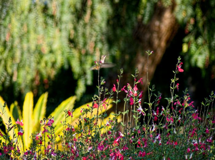 garden bird hummingbird