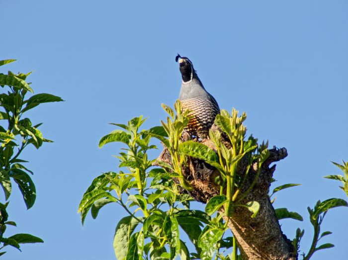  bird quail