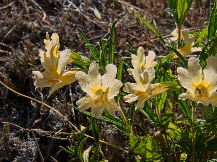 field flower plant monkey flower