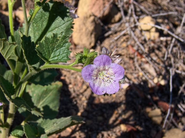 field flower plant phacelia