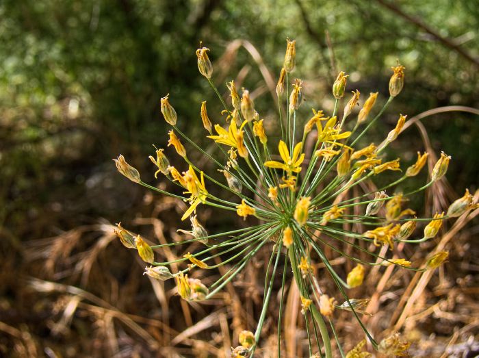 field flower plant golden stars