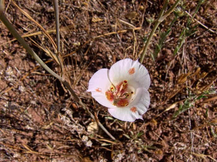 field flower plant mariposa lily